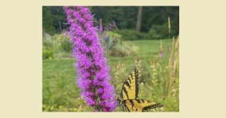 A butterfly on a purple flower. Photo by G. Ferry