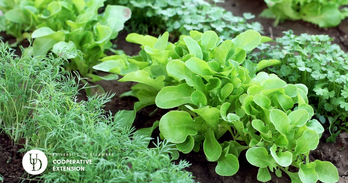 A closeup of a vegetable garden including lettuce and herbs. A closeup of a vegetable garden including lettuce and herbs.