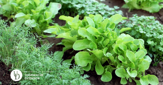 A closeup of a vegetable garden including lettuce and herbs.