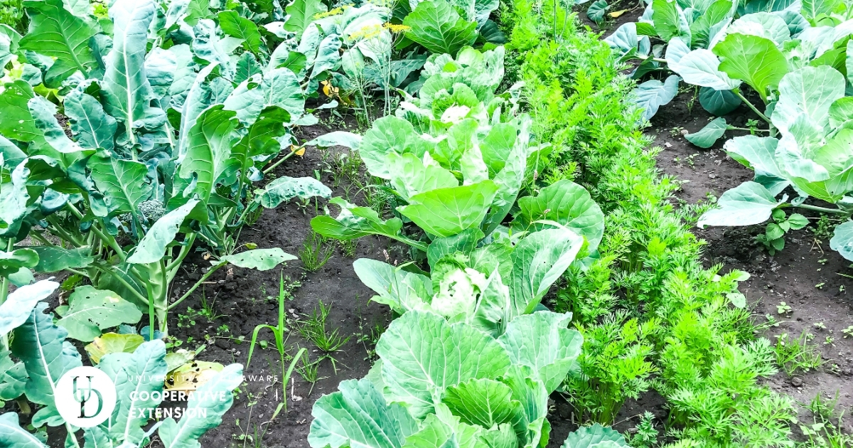 Rows of lettuce and herbs in a vegetable garden Rows of lettuce and herbs in a vegetable garden