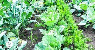 Rows of lettuce and herbs in a vegetable garden