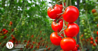 A tomato plant with six tomatoes