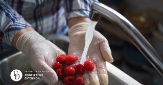 A close up of someone wearing gloves while washing fruit in the sink