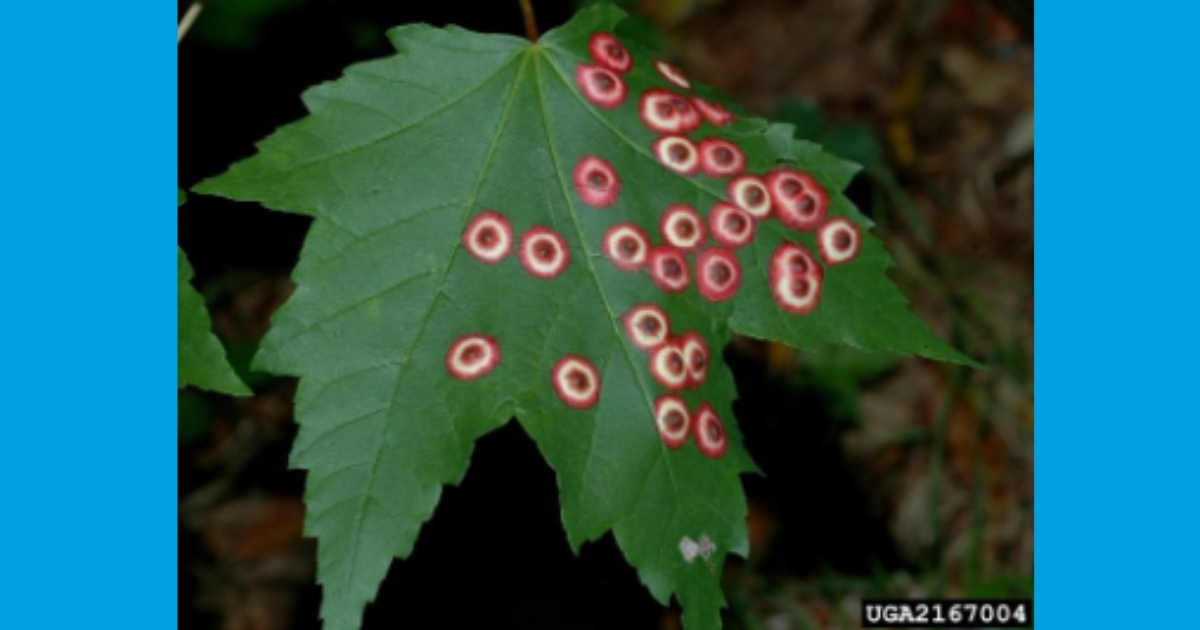 Maple occelate gall midge  Maple occelate gall midge