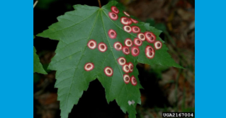 Maple occelate gall midge 