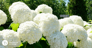 White hydrangeas