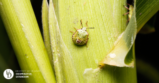 A close view of a pest on a corn stalk