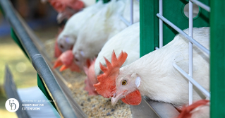 a close view of chickens during their feeding