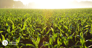 A view of a cornfield in the sun