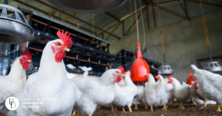 A close view of chickens