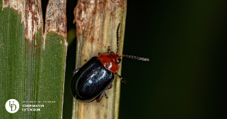 A redheaded flea beetle