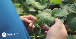 Someone looking closely at a leaf