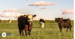 Cows in a pasture