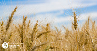 A close view of wheat in a field