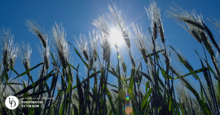 A wheat field in the sun