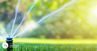 A close view of turfgrass being watered by a sprinkler