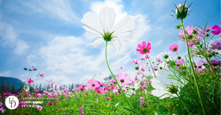 A view of beautiful flowers in a garden