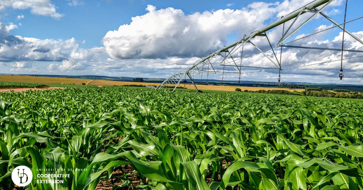 A pivot in a corn field A pivot in a corn field