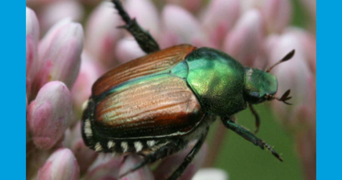 Adult Japanese beetle; David Cappaert. Adult Japanese beetle; David Cappaert.