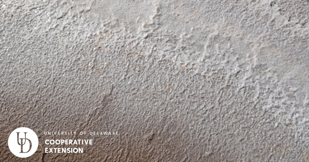 salt in the soil salt in the soil