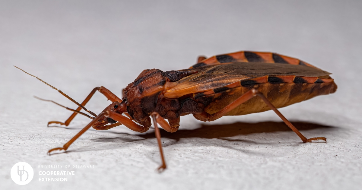 A closeup of a kissing bug A closeup of a kissing bug