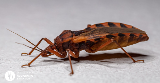 A closeup of a kissing bug