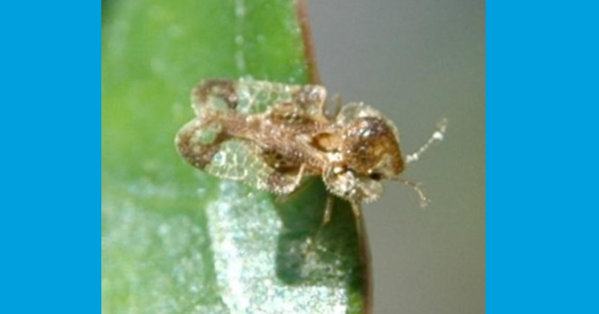 Azalea Lace bug. Brian Kunkel, University of Delaware. Azalea Lace bug. Brian Kunkel, University of Delaware.
