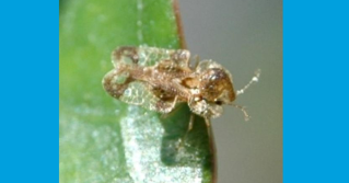 Azalea Lace bug. Brian Kunkel, University of Delaware.