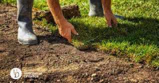 A man putting down sod