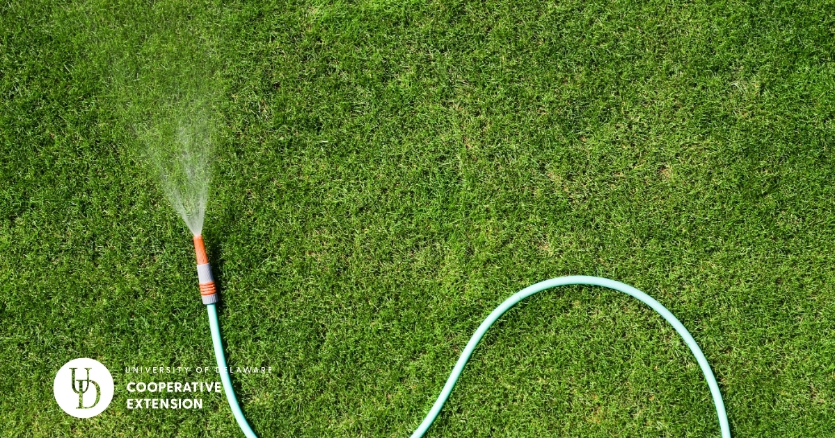 An area of bright green turf with a hose  An area of bright green turf with a hose