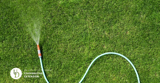 An area of bright green turf with a hose 