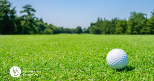 A close view of turf with a golf ball on top