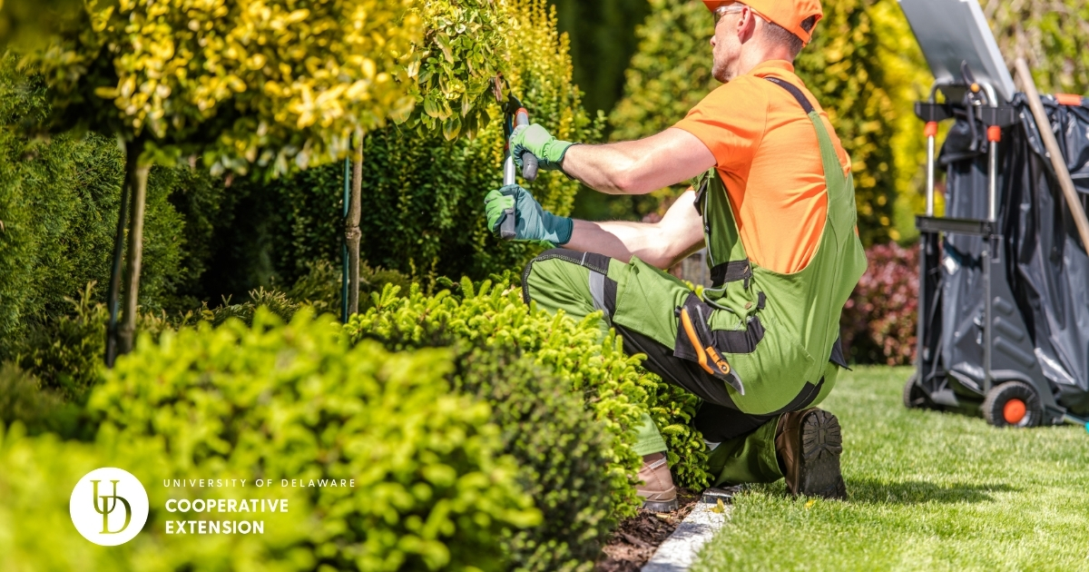 A landscaper trimming the hedges A landscaper trimming the hedges