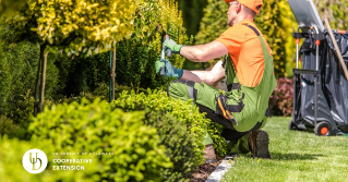 A landscaper trimming the hedges