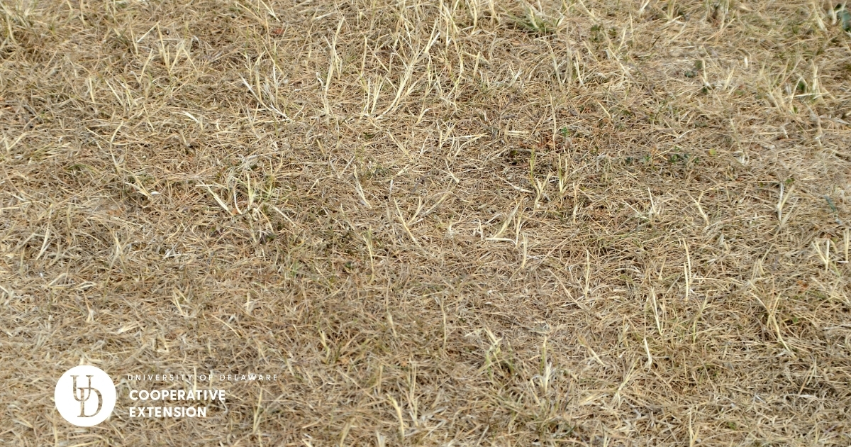 A view of a dried lawn in a drought A view of a dried lawn in a drought