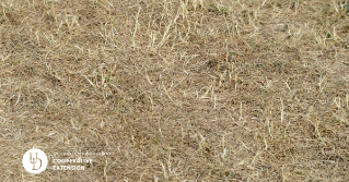 A view of a dried lawn in a drought