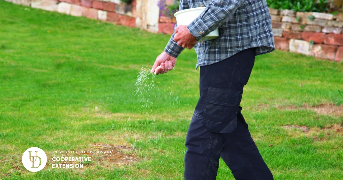 Someone spreading fertilizer with their hand while holding a bucket on a lawn. Someone spreading fertilizer with their hand while holding a bucket on a lawn.