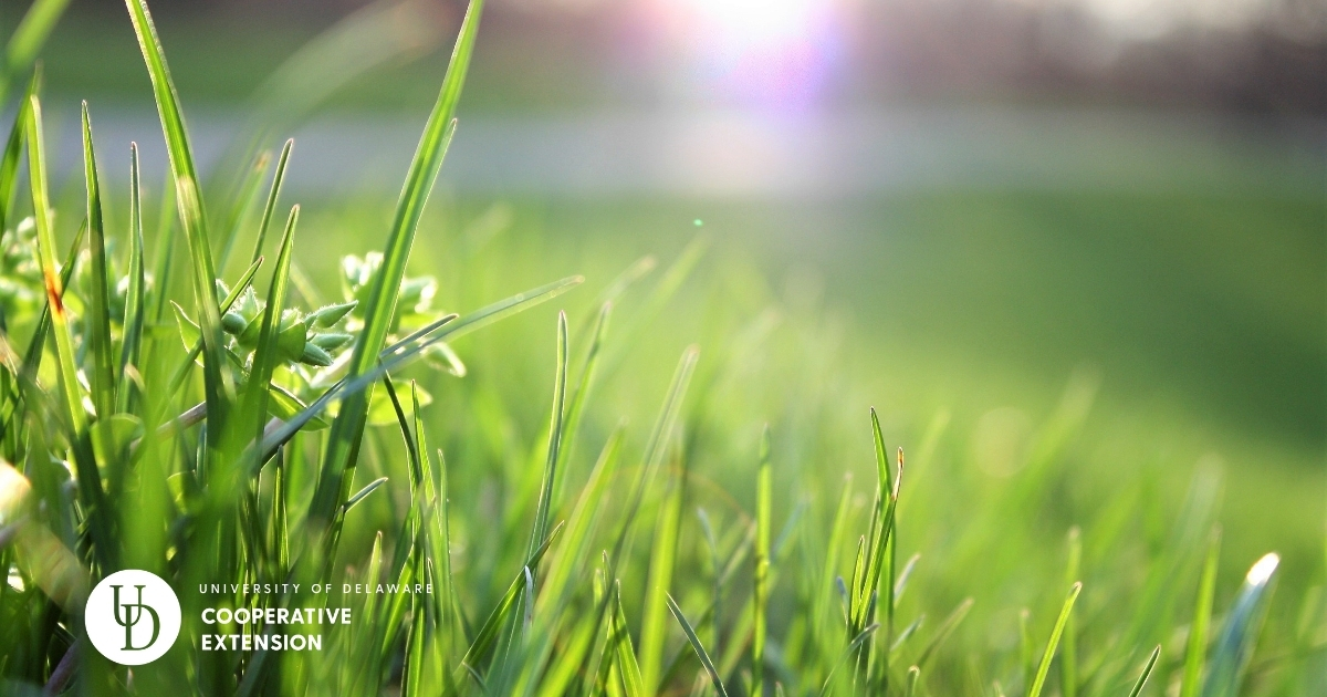 A close view of blades of grass from a lawn A close view of blades of grass from a lawn