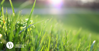 A close view of blades of grass from a lawn