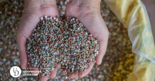 Someone holding fertilizer in the palm of their hands