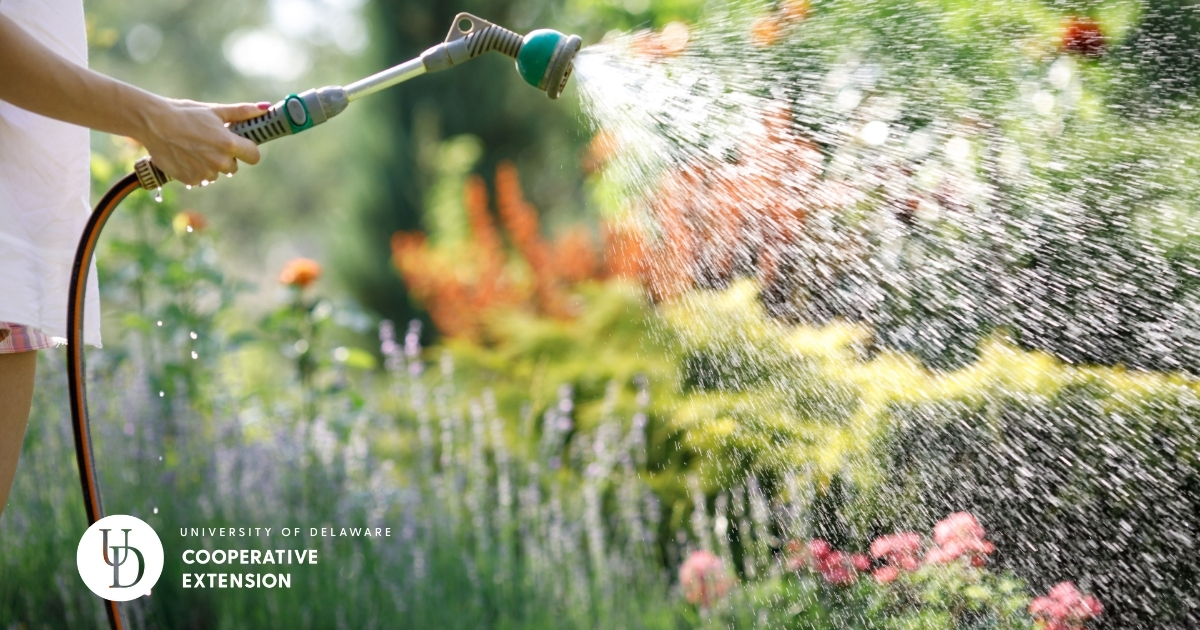 Someone watering their garden with a hose Someone watering their garden with a hose