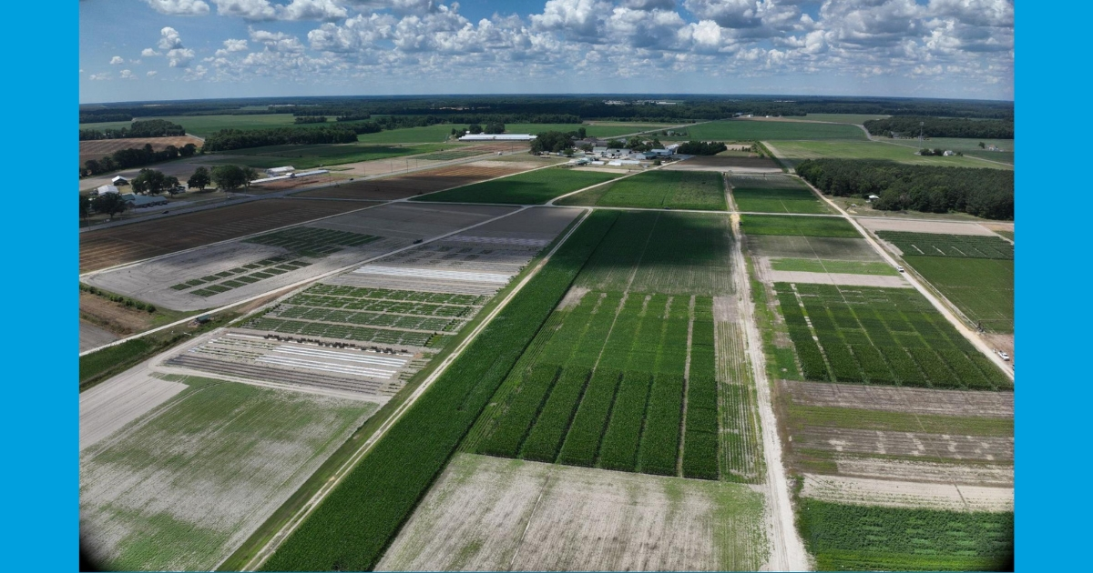 Cumulus clouds cast variable shadows across field plots in Delaware. These shadows affect the light reflected from plants back to cameras or sensors, causing differences across plots not related to crop growth (photo: Jarrod Miller). Cumulus clouds cast variable shadows across field plots in Delaware. These shadows affect the light reflected from plants back to cameras or sensors, causing differences across plots not related to crop growth (photo: Jarrod Miller).