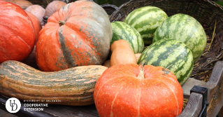 A variety of pumpkins and watermelons