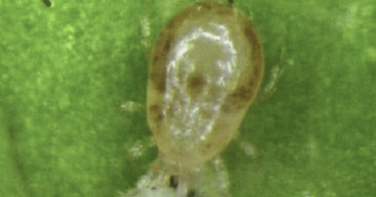 Predatory mite species Neoseiulus californicus feeding on immature spider mite. Photo credit: Eric Palevsky, from  Predatory mite species Neoseiulus californicus feeding on immature spider mite. Photo credit: Eric Palevsky, from