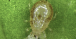 Predatory mite species Neoseiulus californicus feeding on immature spider mite. Photo credit: Eric Palevsky, from 