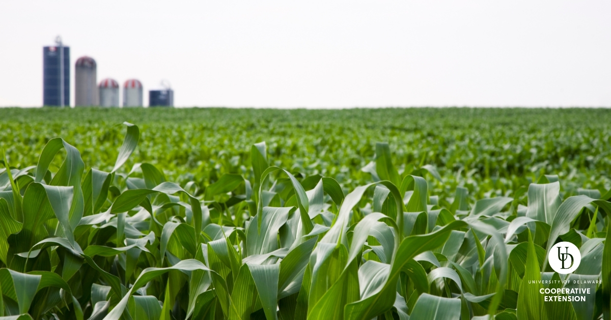 A green corbfield with silos in the distance A green cornfield with silos in the distance