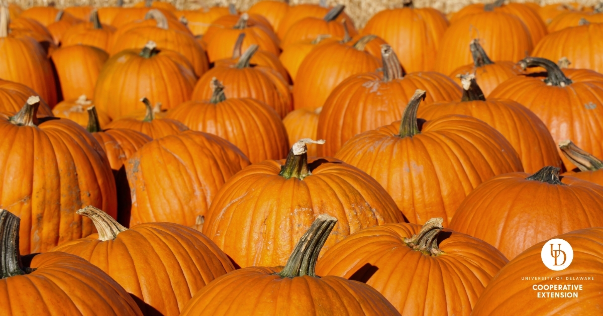 a group of pumpkins A group of pumpkins