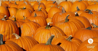 A group of pumpkins