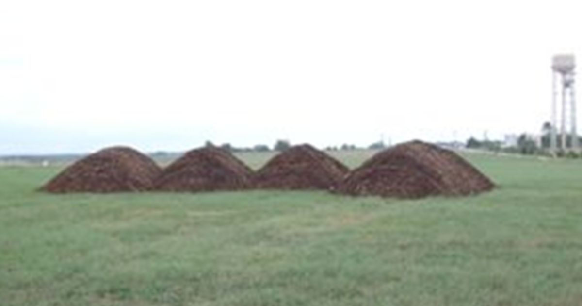 Four large piles of poultry litter Four large piles of poultry litter