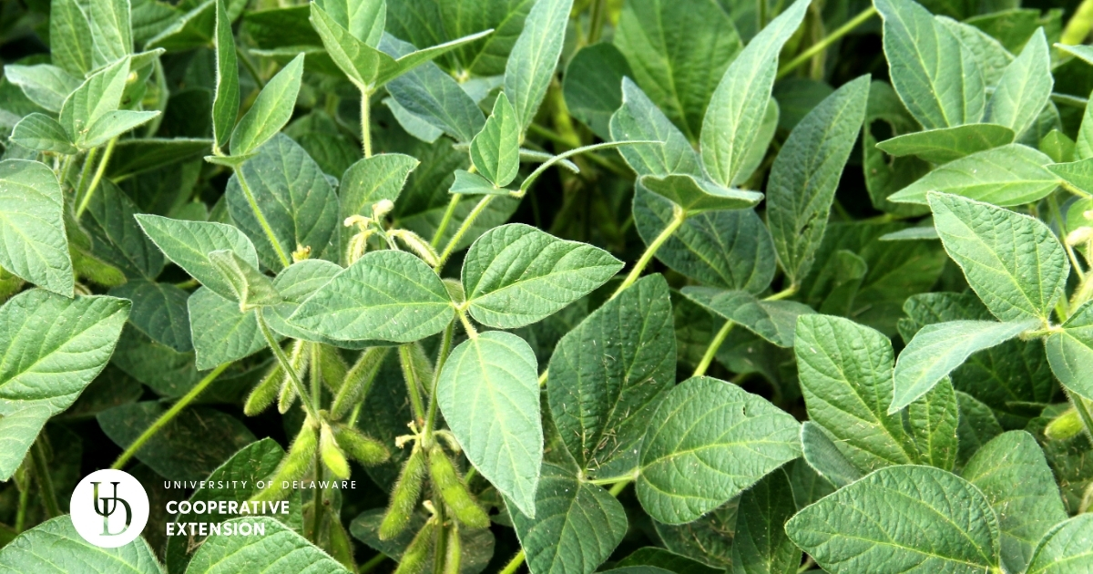 a close view of the top of soybean plants  a close view of the top of soybean plants